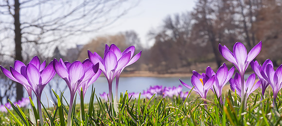 Crocus blooming in early spring