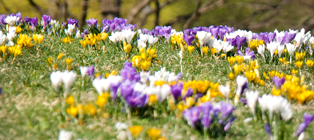 Crocus blooming in early spring