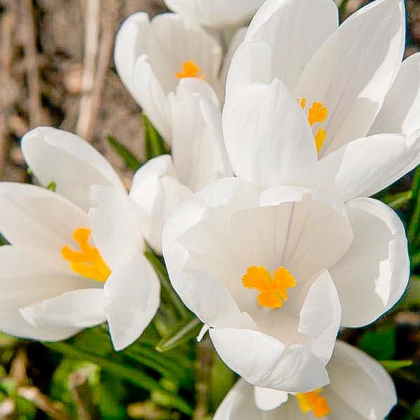 Joan of Arc Dutch Crocus