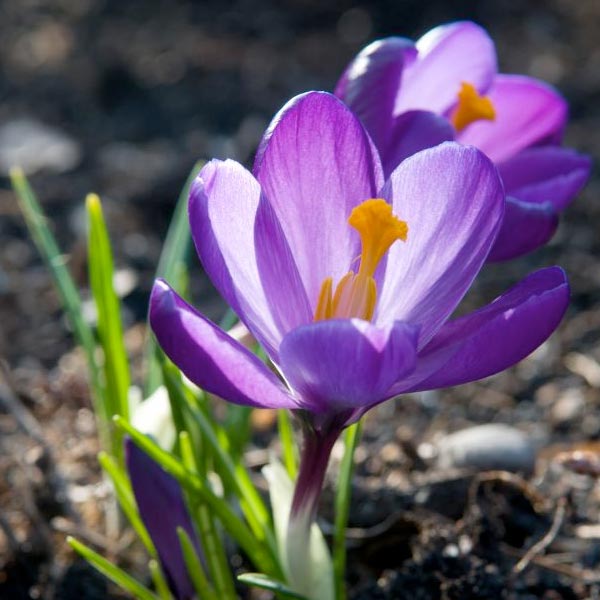 Crocus Remembrance