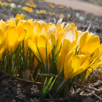 Yellow Mammoth Crocus