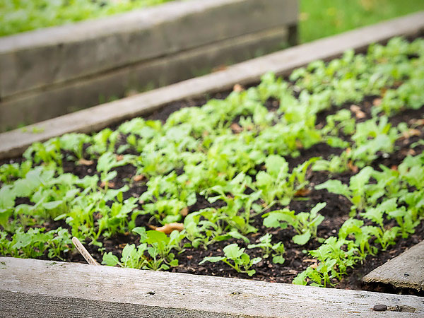 Rotating Crops in Vegetable Gardens