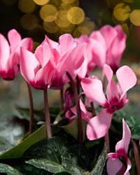 Cyclamen