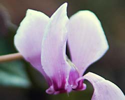 Cyclamen Plant Care
