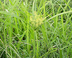 Yellow Nutsedge