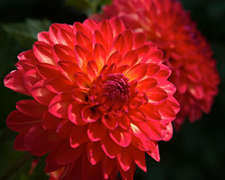 Dahlia
