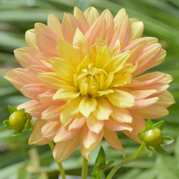 Dahlia 'Candlelight'