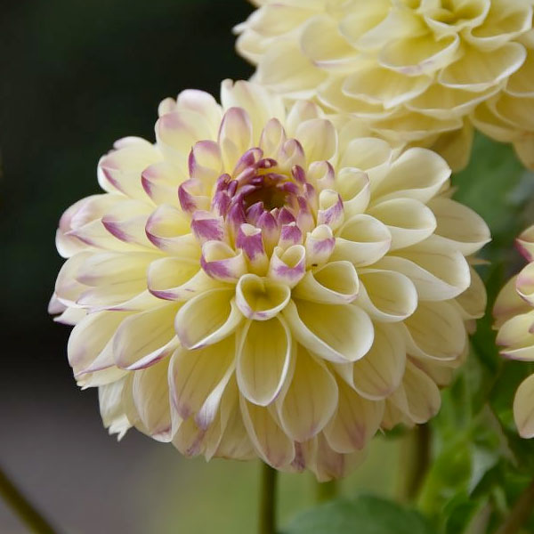 Dahlia 'Cherish'