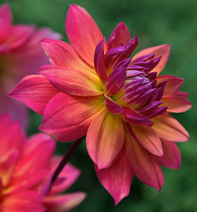 Dahlias at the Garden