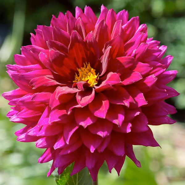 Dahlia 'Imperial Wine'