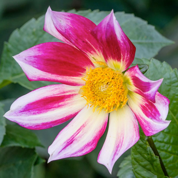 Dahlia 'Junkyard Dog'