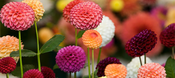 American Dahlia Society National Show