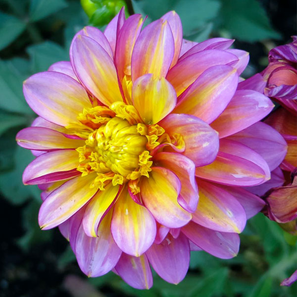 Dahlia 'Wannabee'