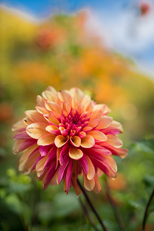 Dahlias at the Garden