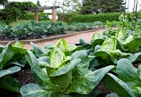 PHOTO: Fruit and Vegetable Garden