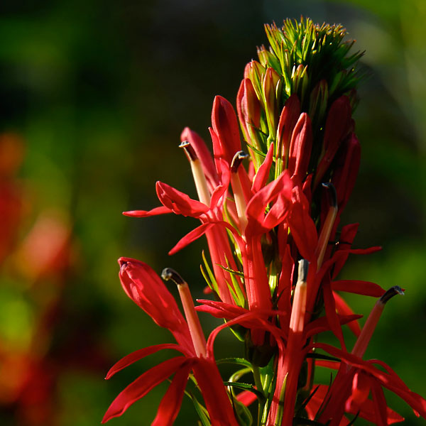 Earth Day - Plants