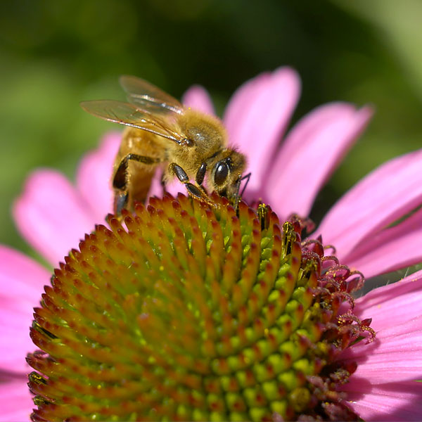 Earth Day - Pollinators