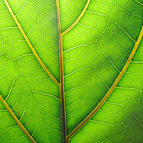 macro leaf