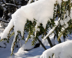 Evergreen shrubs under snow