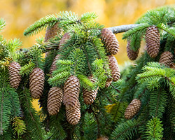 Planting evergreens in the fall