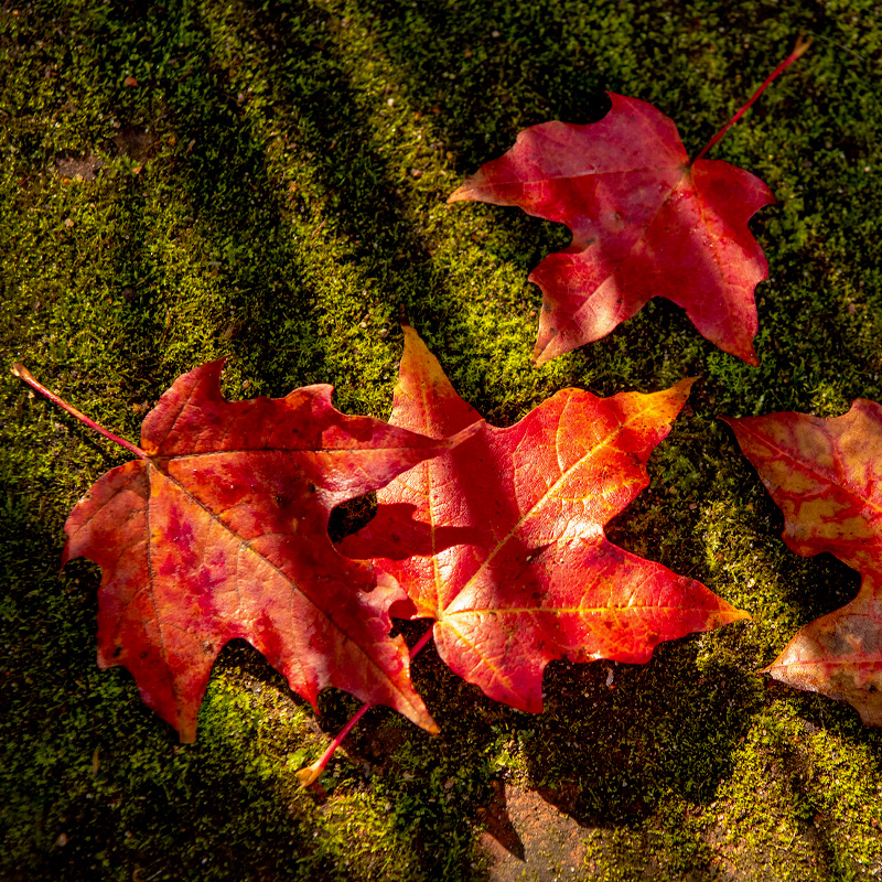 Fall Garden Color