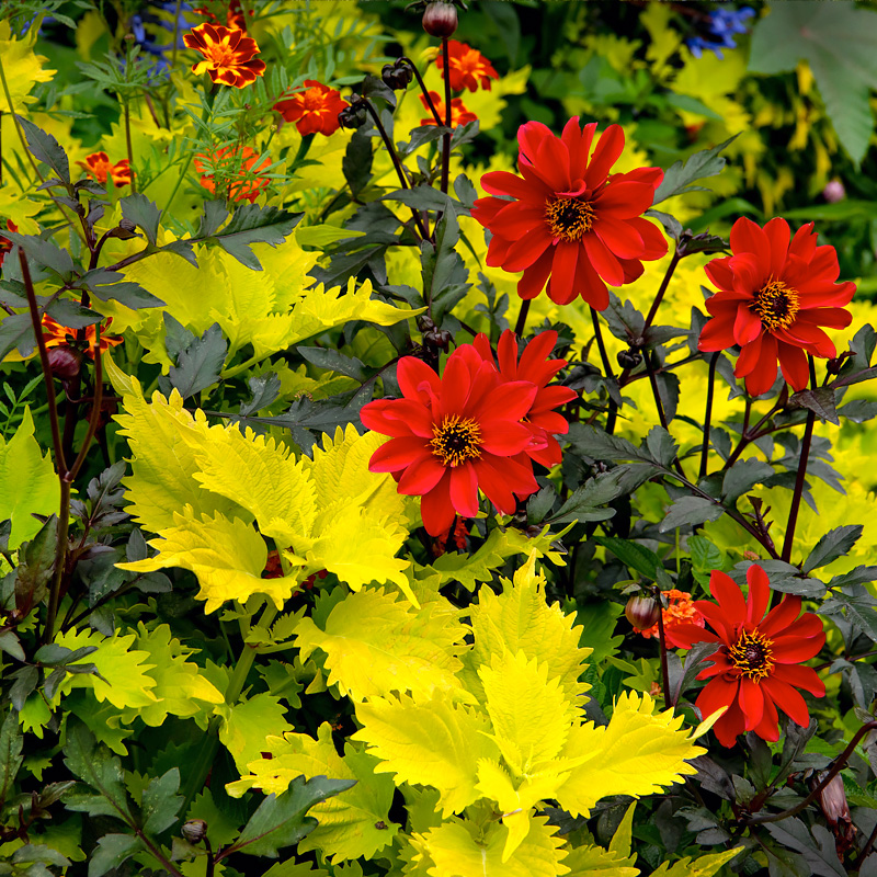 Fall Bulb Festival