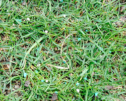Autumn Lawn Care