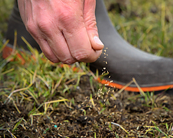 Fall Lawncare Seeding