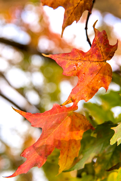 Fall Color at the Garden