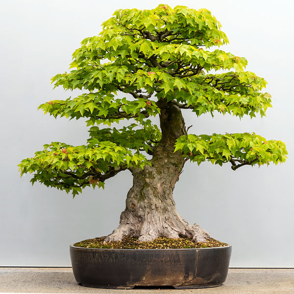 Father's Day Bonsai