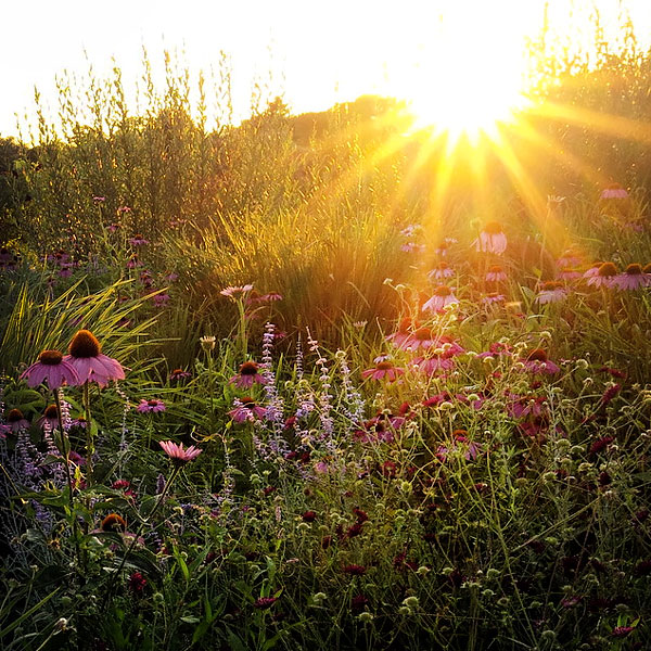 Father's Day Evening Garden