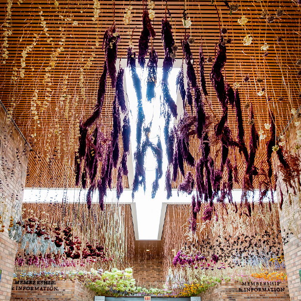 Rebecca Louise Law - Herbarium