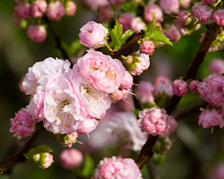 PHOTO: flowering almond branches