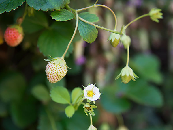 strawberries