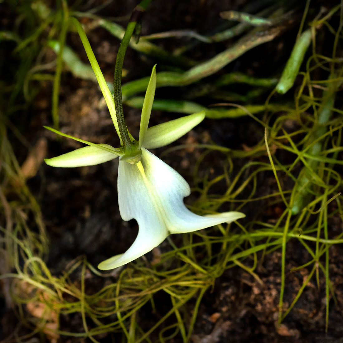 Fungi - Plant Relationships