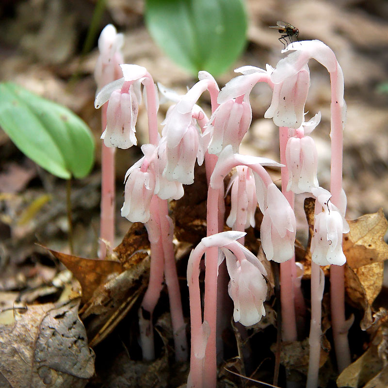 Fungi Underground - Monotropa