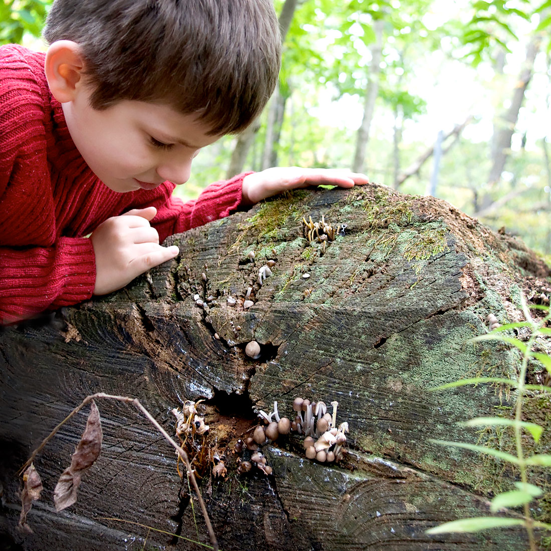 Fungi - Mushroom Hunting