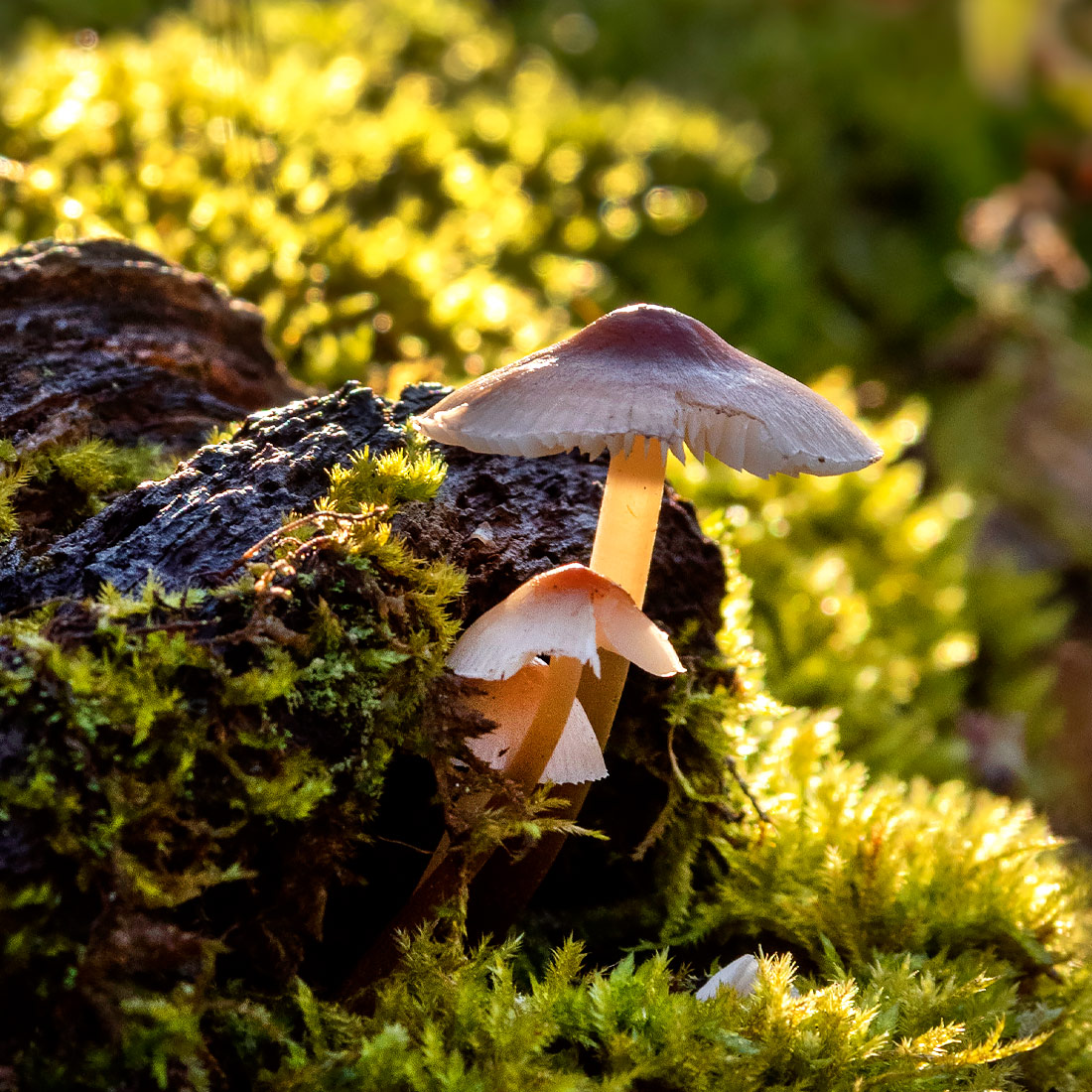 Fungi - Mushrooms