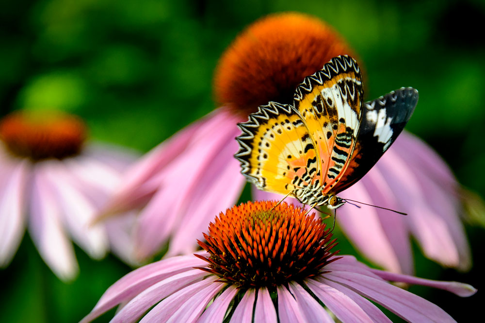Gardening for Butterflies | Chicago Botanic Garden