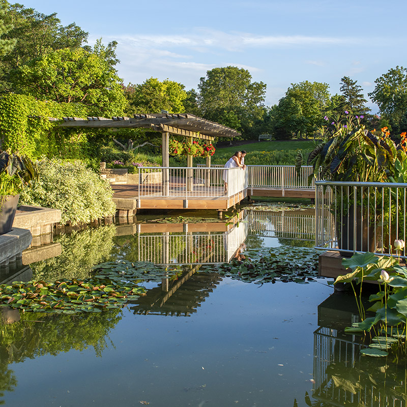 Aquatic Garden - fall