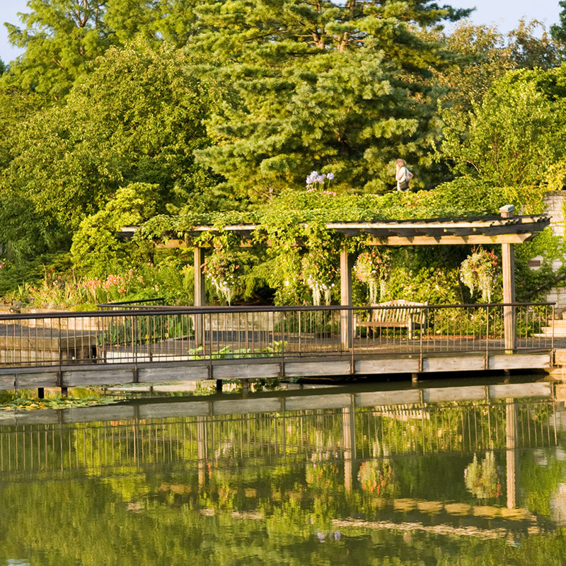 Aquatic Garden - spring
