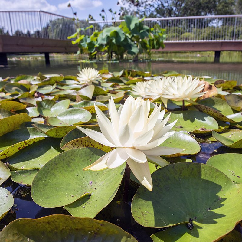 Aquatic Garden - summer