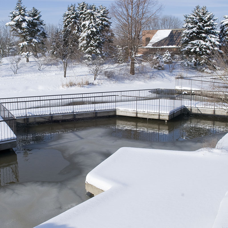 Aquatic Garden - winter