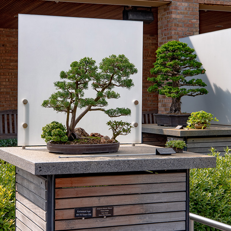Bonsai Courtyard - fall
