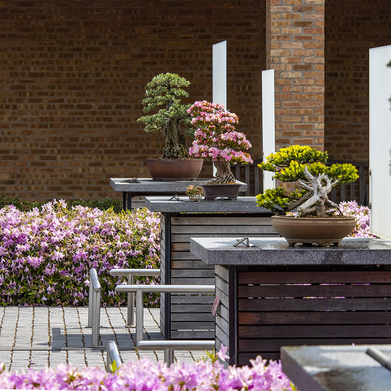 Bonsai Courtyard - spring