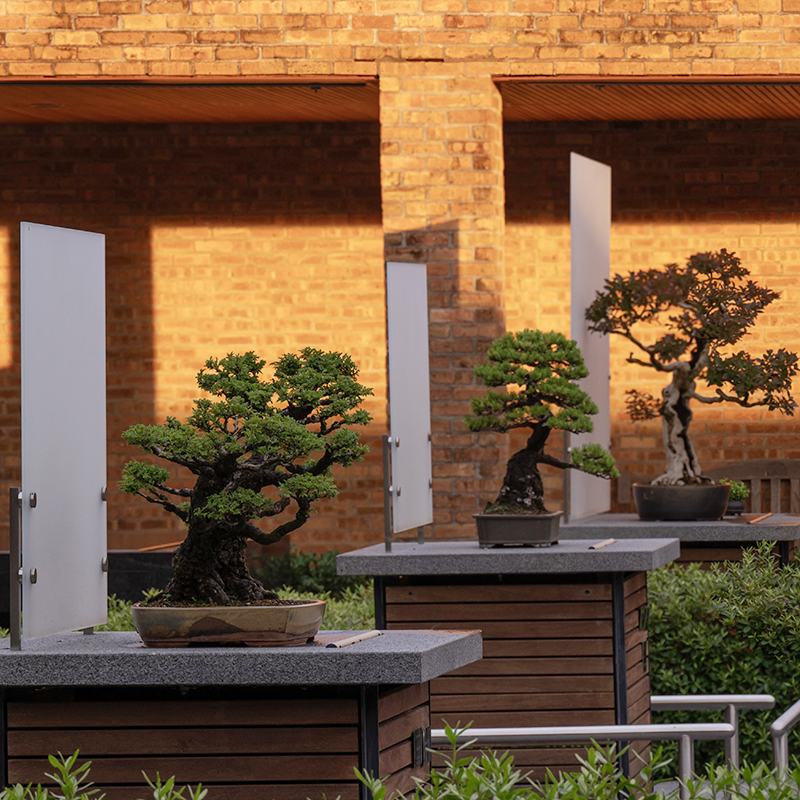 Bonsai Courtyard - summer