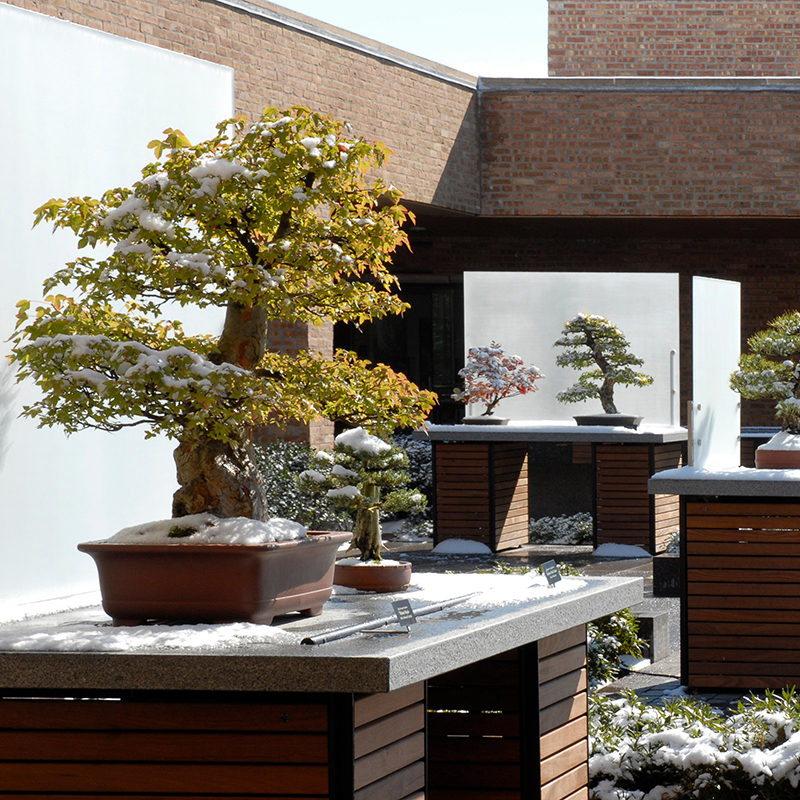 Bonsai Courtyard - winter