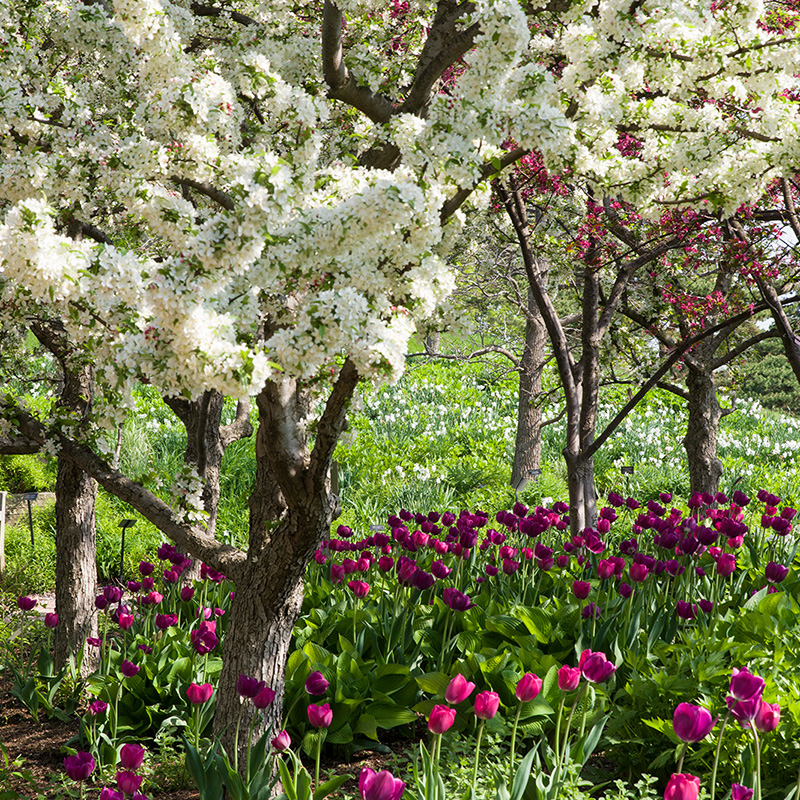 English Walled Garden - spring