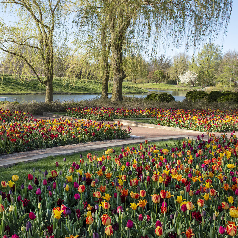 Crescent Garden - spring