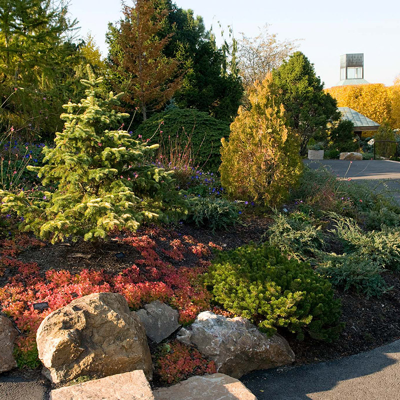 Dwarf Conifer Garden - fall